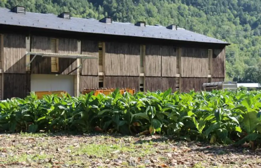 Camp de conreu de tabac. La planta ha protagonitzat un conflicte històric a les Valls d’Andorra.