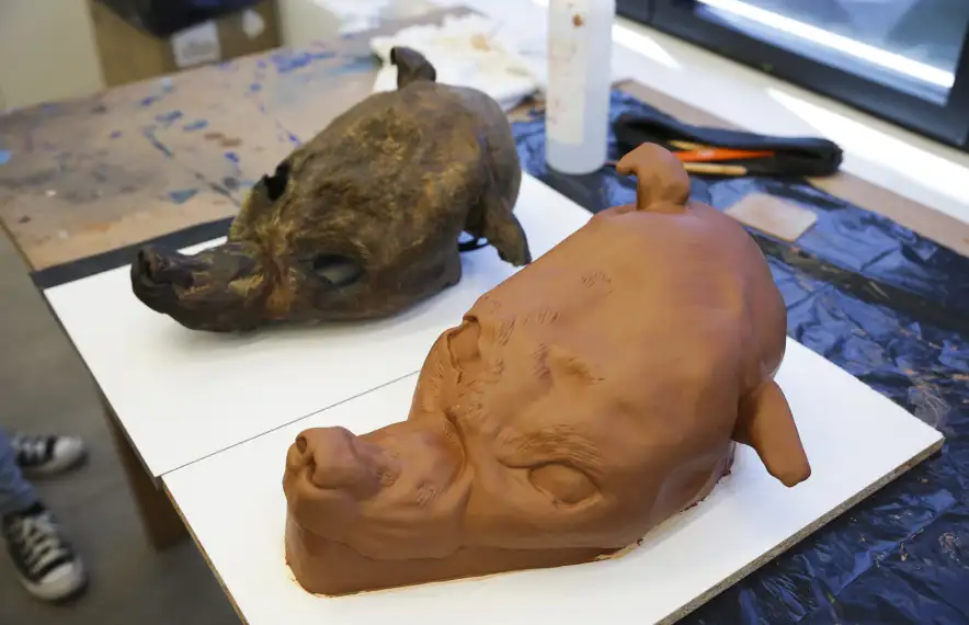 A l’esquerra, el cap de l’ossa centenària i a la dreta, el motlle per fer la reproducció amb escaiola i, posteriorment, amb fibra de vidre.