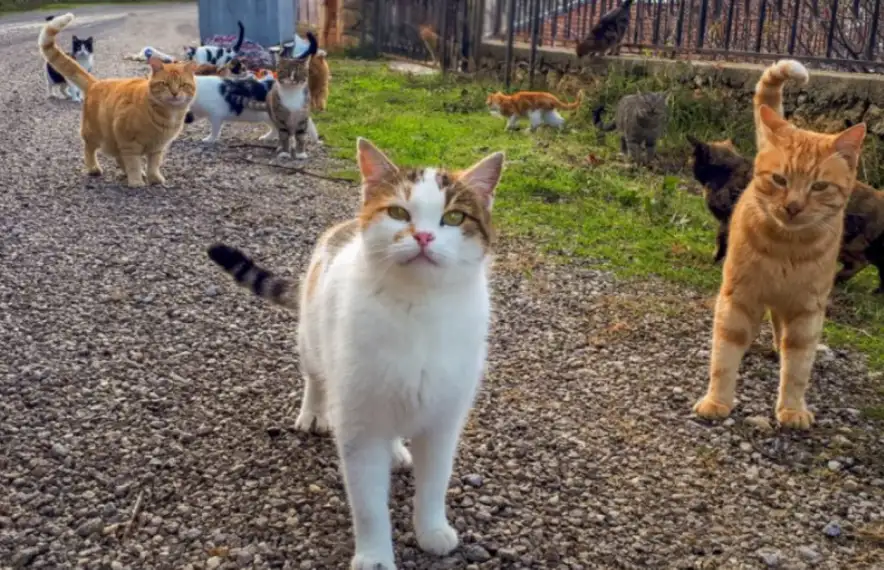 Una colònia de gats