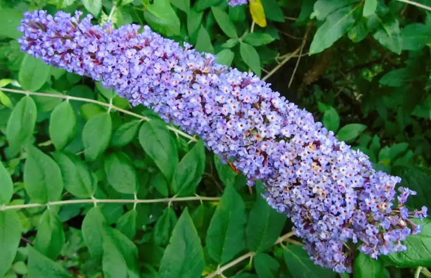 Els grups taxonòmics més freqüents són les plantes vasculars, seguides pels insectes.