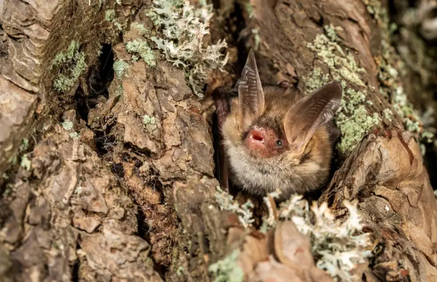 Les noves espècies que s’estan detectant, per exemple de ratpenats, són un indicador de canvi climàtic.