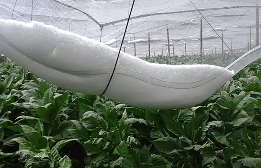 Una plantació de tabac.