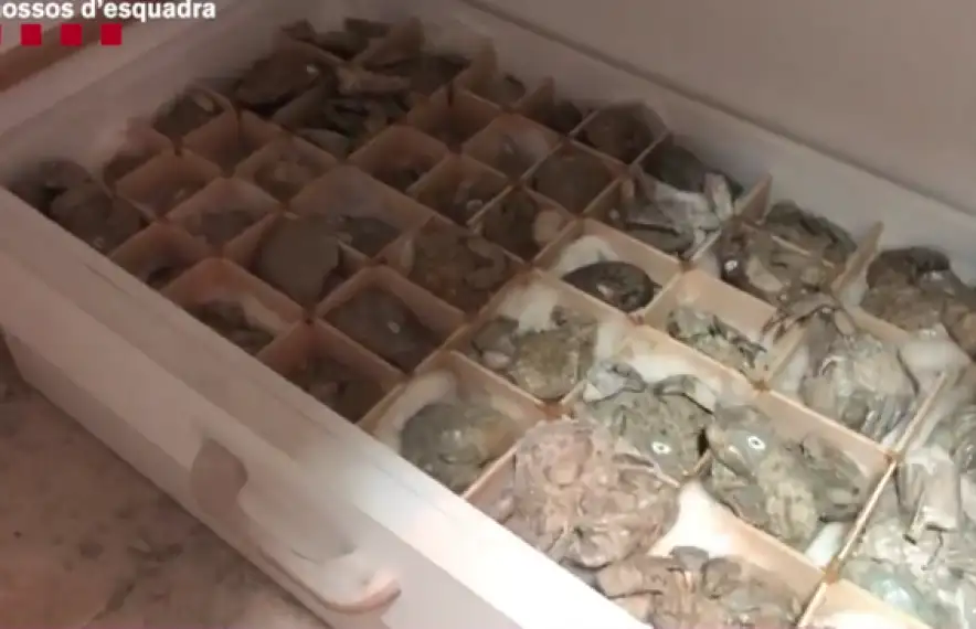 Part de la col·lecció de fòssils comissada a ‘El Senyor dels Crancs’.