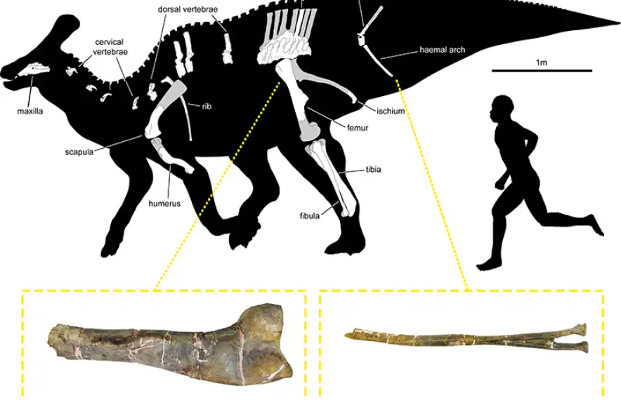 Esquema realitzat pels investigadors sobre la probable aparença de la criatura.