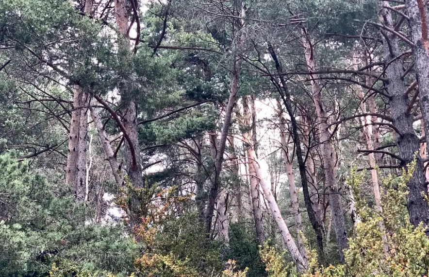 El Comú de la Massana inicia aquesta setmana els treballs que porta a terme cada temporada.