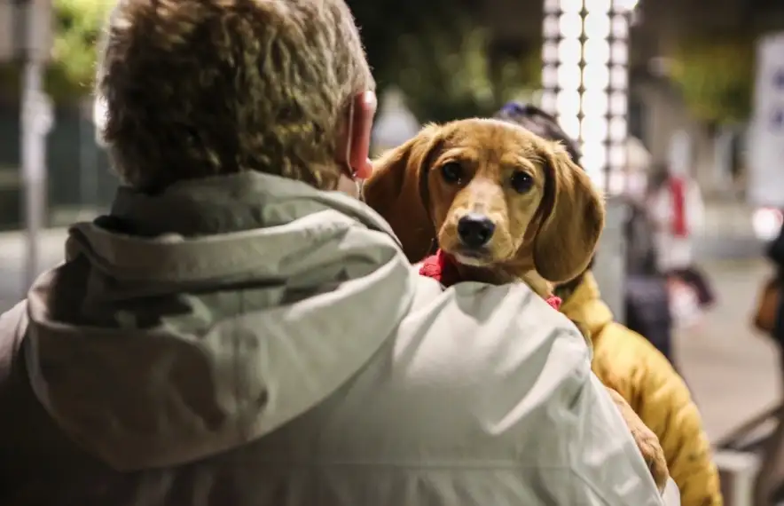 Un gos amb el seu amo.