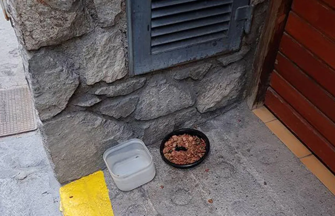 Menjar per a gats al carrer.