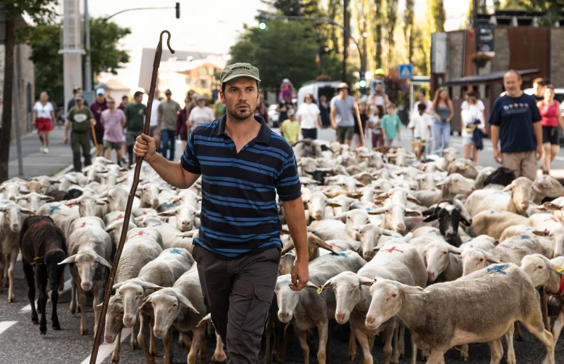 Un ramat d'ovelles creuant la Massana l'any passat.