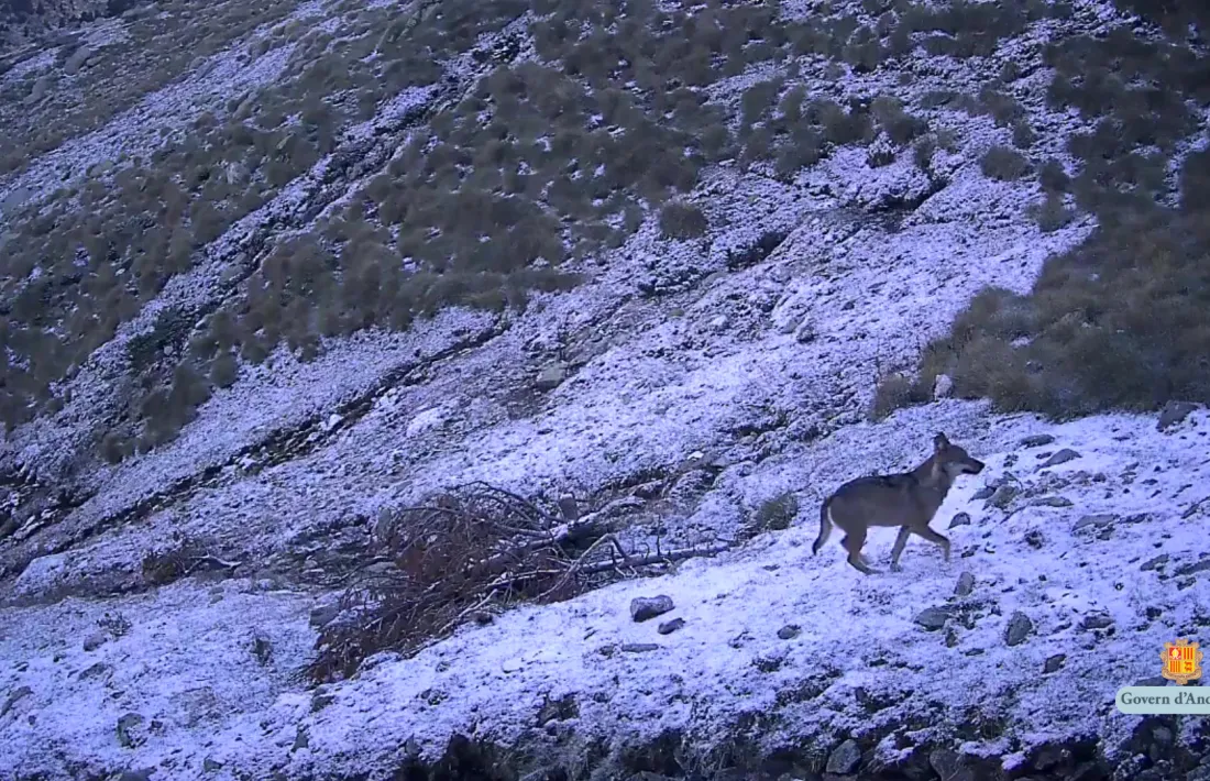 Imatge del llop detectat a la vall del Madriu.