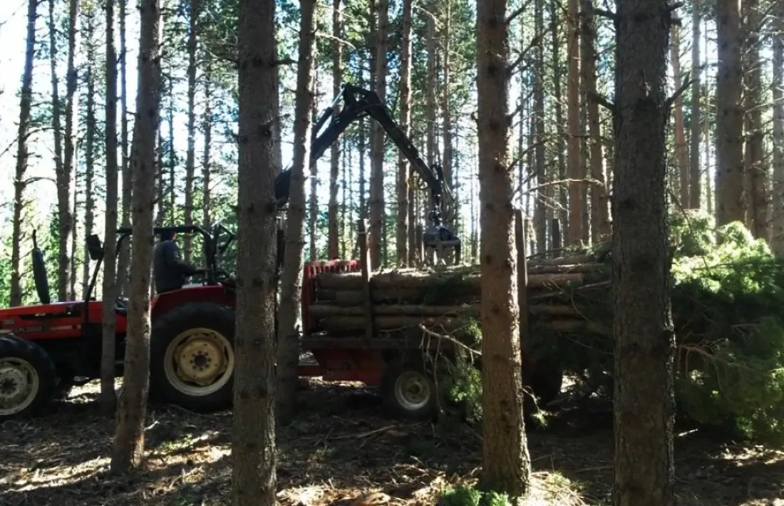 Uns treballs forestals a Encamp.