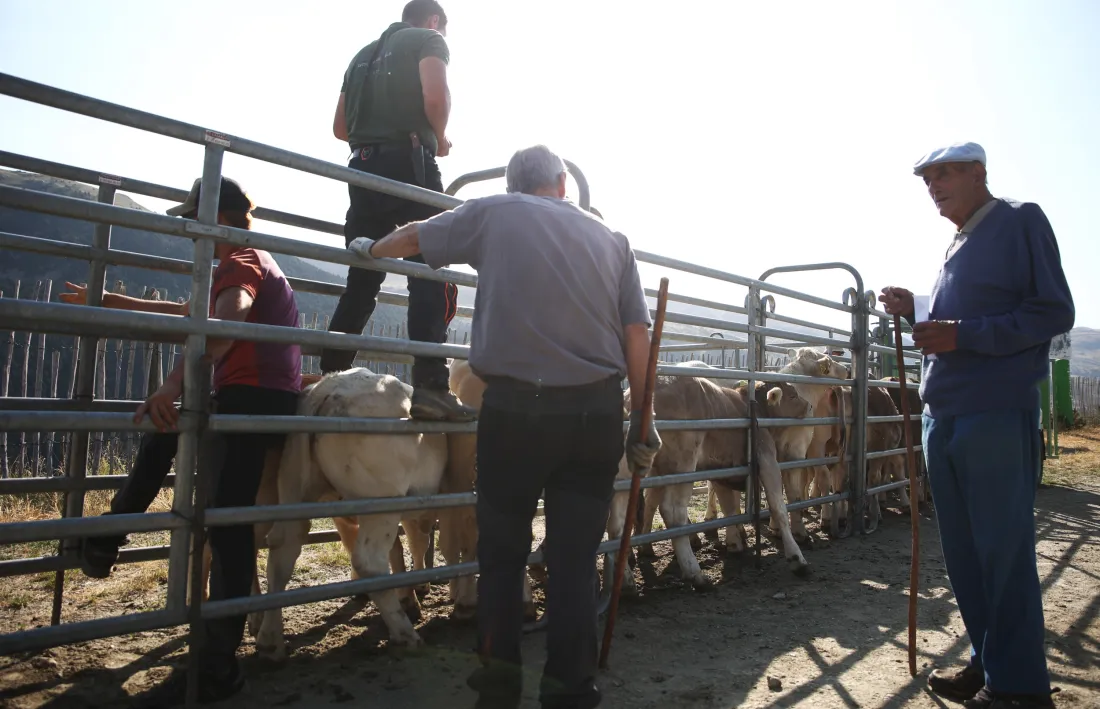 Les vaques, els toros i els bous s’han vacunat de la IBR i els vedells, de l’enterotoxèmia.