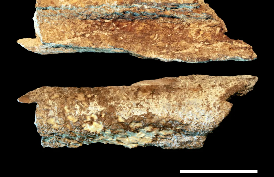 Fragments d’os de caprí datat cap al 12.100 abans de Crist.