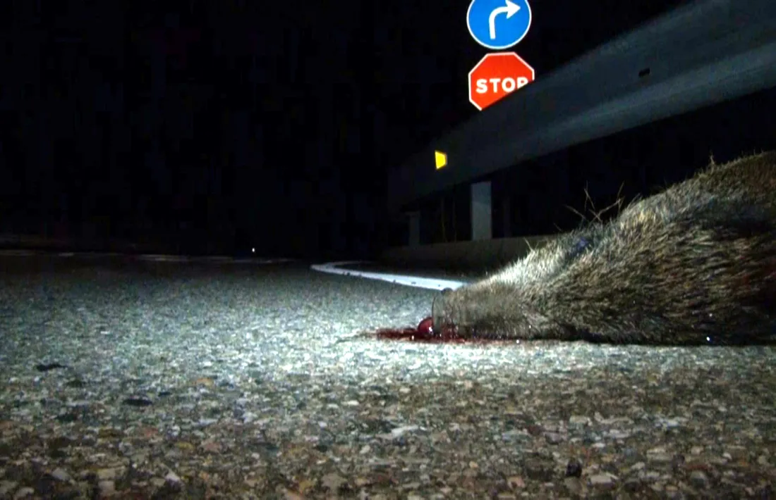 250 accidents de trànsit amb algun animal implicat el 2016