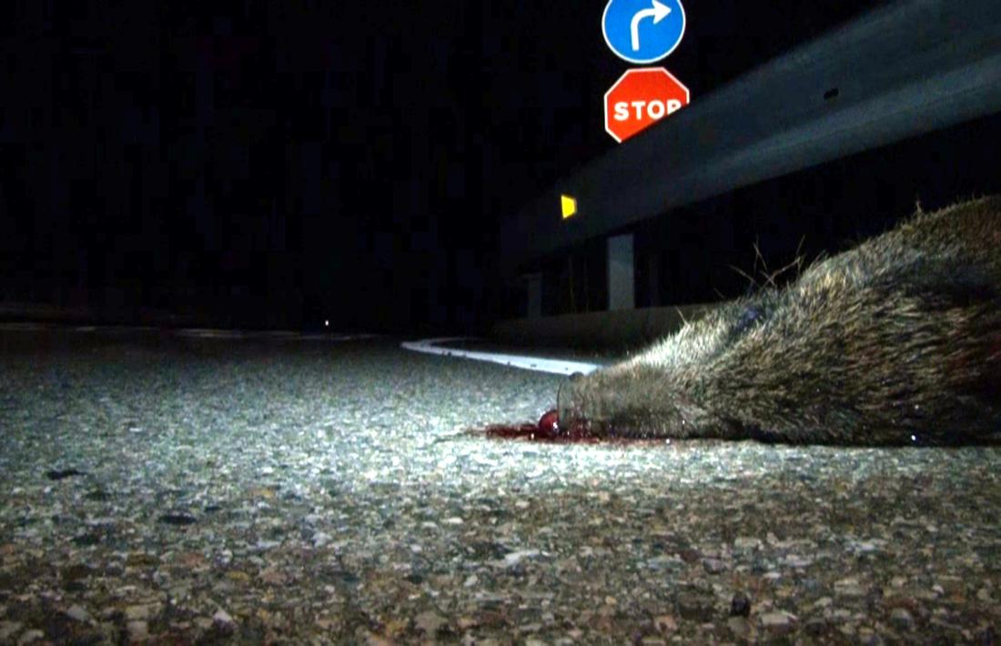 250 accidents de trànsit amb algun animal implicat el 2016