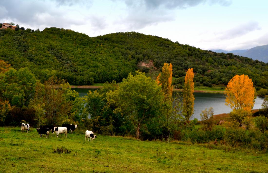 La sequera estival del 2016 ha afectat un 2,2% dels boscos