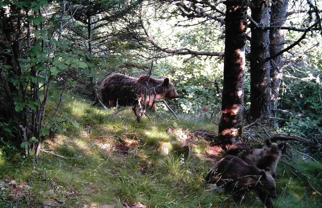 Plantaran 6.000 arbres fruiters en zones amb presència d’os bru