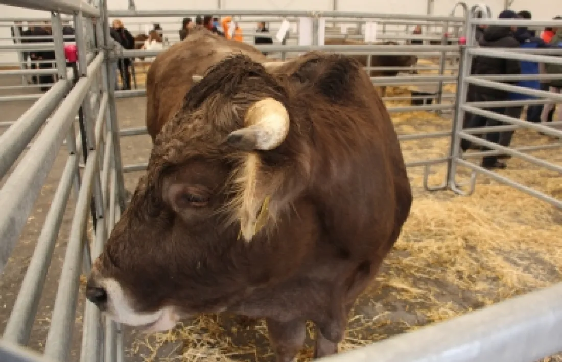 Set animals participaran al sisè concurs nacional de mascles de la raça bruna d’Andorra