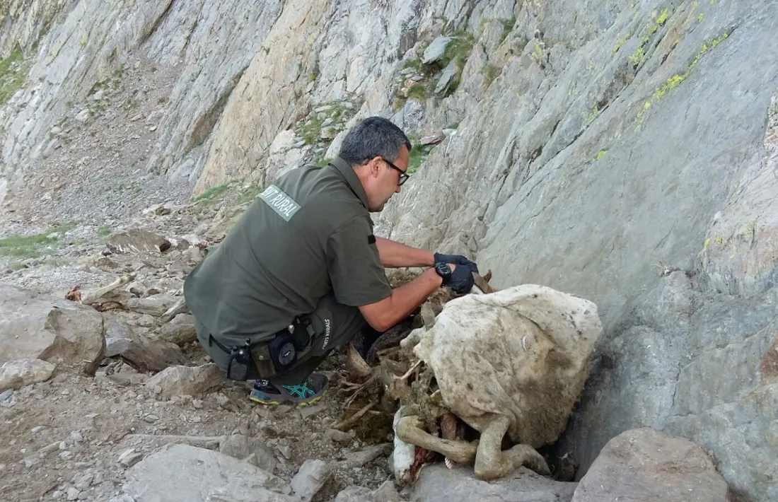 Els agents rurals confirmen la mort de 160 ovelles a Lladorre
