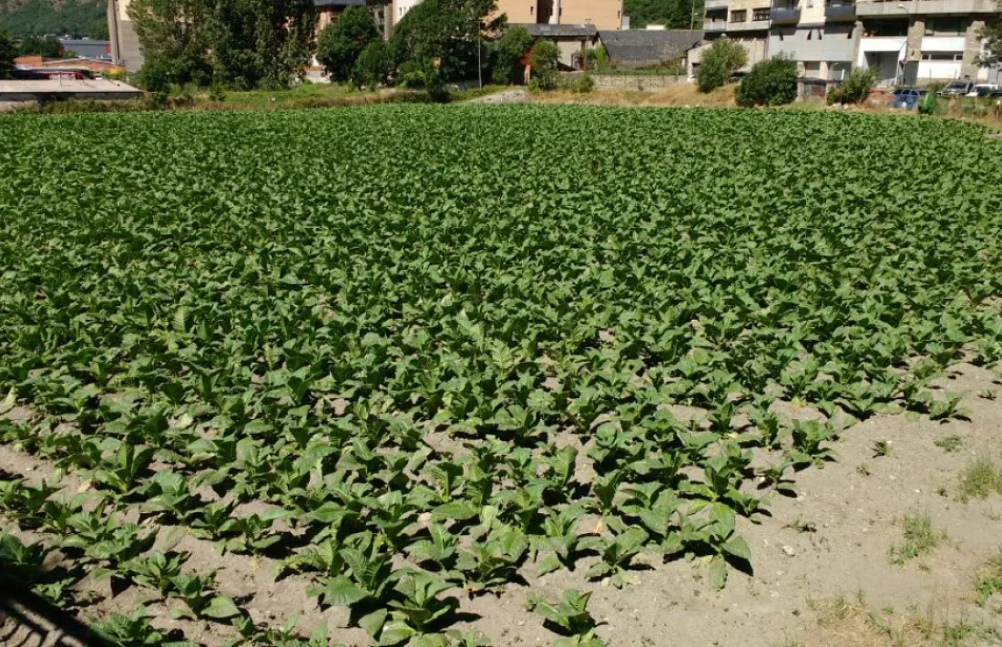 La pedregada del 10 de juliol malmet 338.000 plantes de tabac