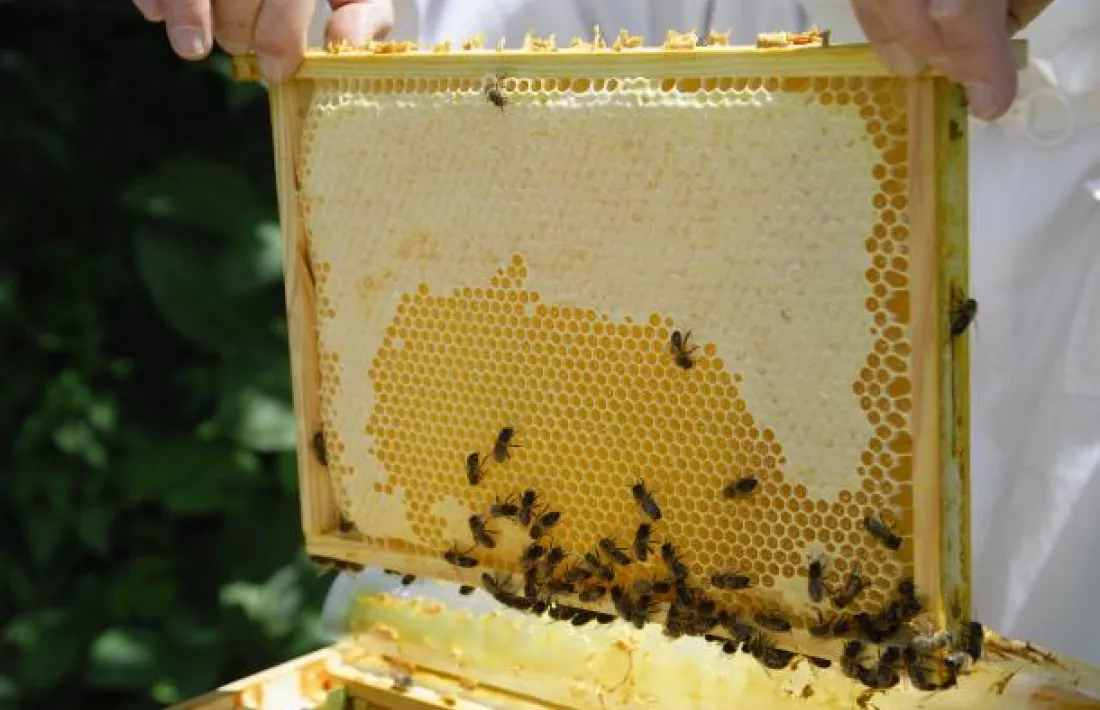 Agricultura veu un problema amb les abelles localitzat a la Massana
