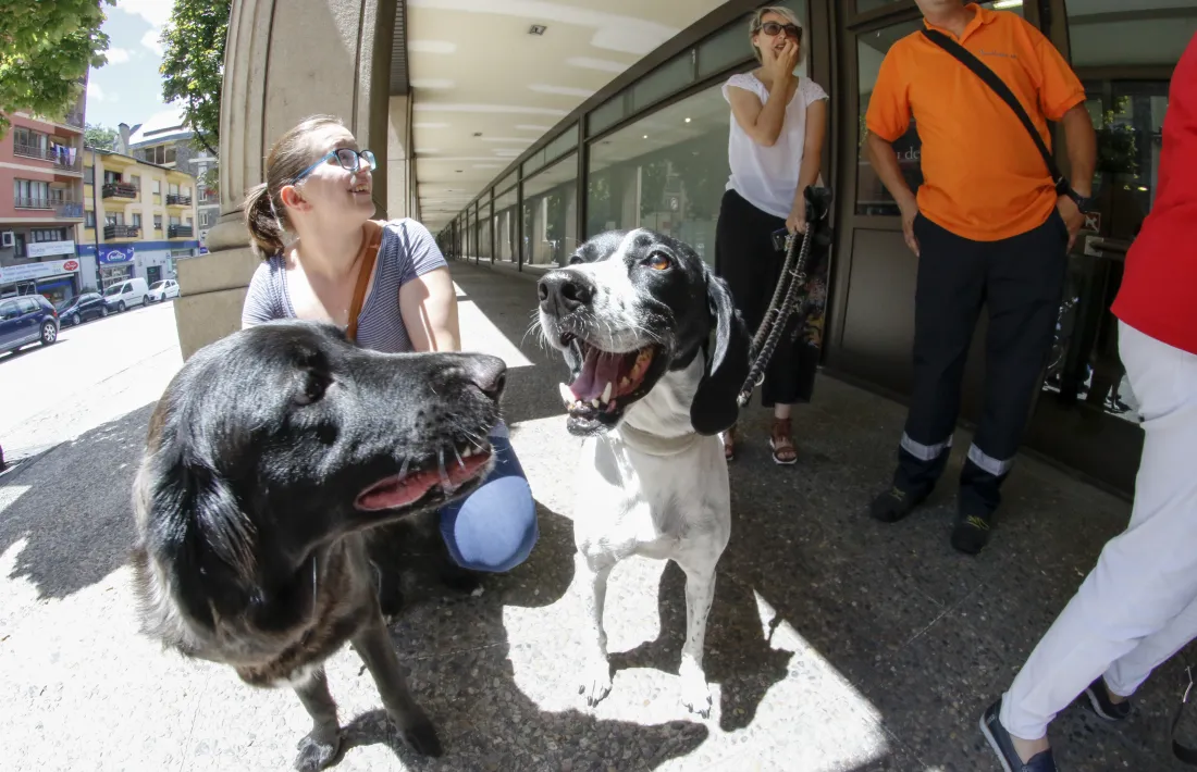 Querella de Laika contra la impunitat en els maltractaments a animals