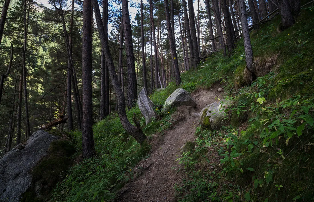 El comú dʼEncamp realitza els treballs silvícoles per a la millora forestal