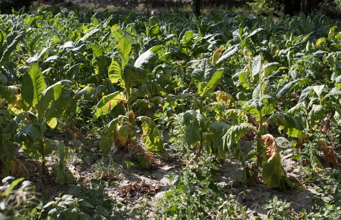 Les pedregades de l’estiu afecten el 57 per cent de les plantes de tabac 