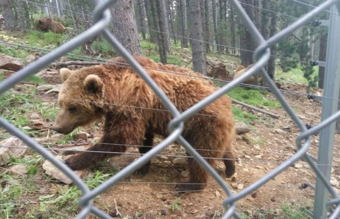 Patrimoni Natural va revisar per darrera vegada els tancats del parc d'animals el novembre del 2012  El Consell General publica aquest dijous al seu butlletí la resposta escrita del Govern a la pregunta efectuada per la consellera socialdemòcrata, Rosa Gili, relativa a l'abatiment de l'os de Naturlàndia, el 14 de juny passat. En el text de resposta l'executiu informa dels controls efectuats al parc d'animals des de l'any 2008, quan es va iniciar el procés perquè aquest fos una realitat. Destaca que...