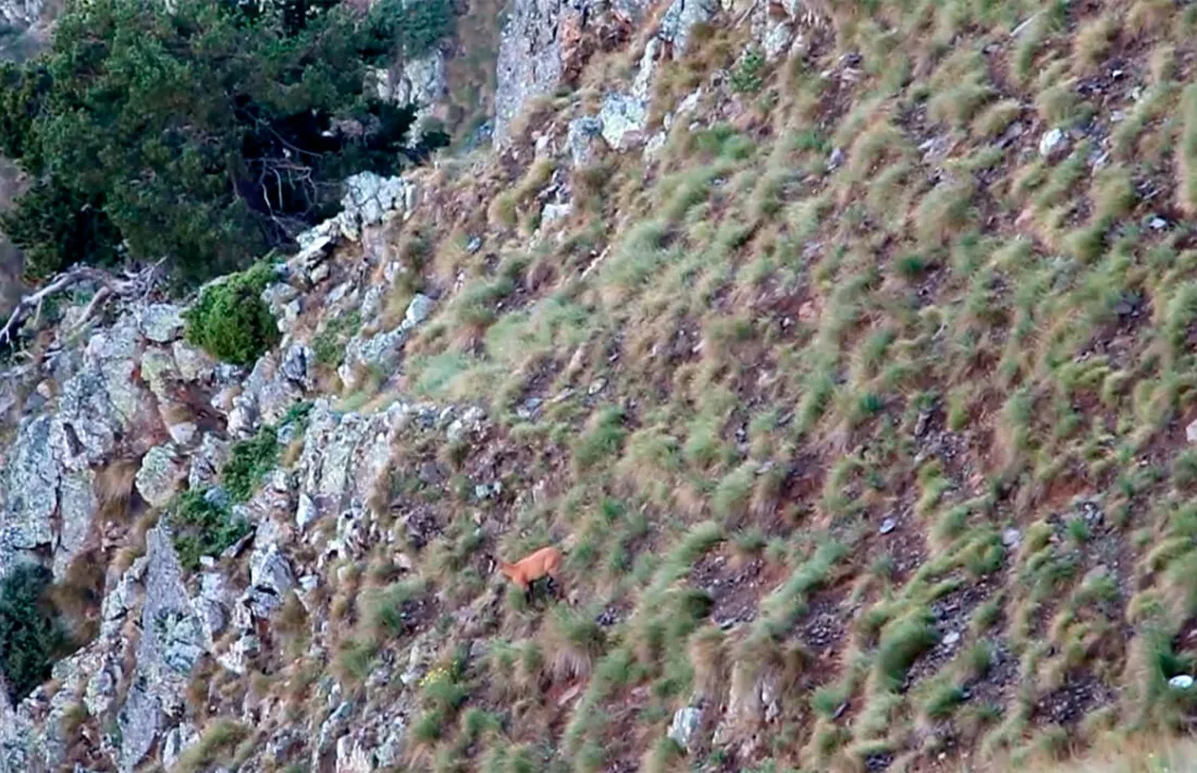 Comença la setmana per poder caçar 143 isards 