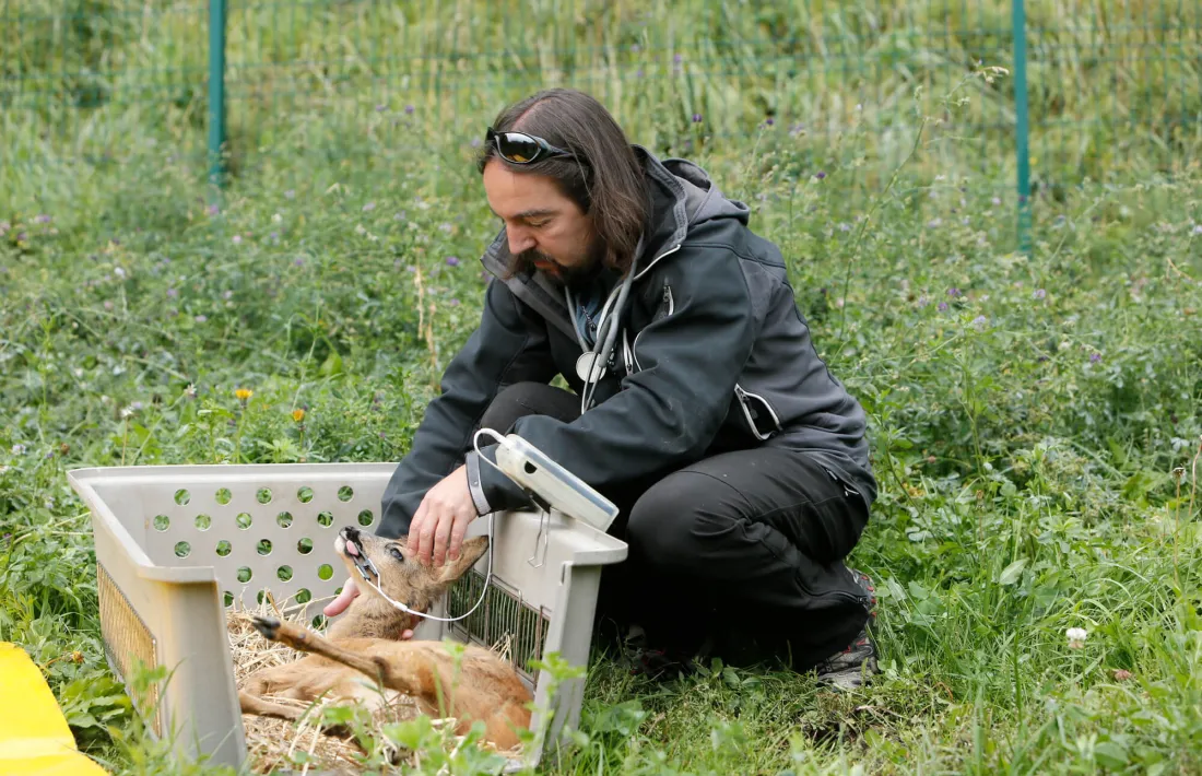 Alliberen els dos cabirols recuperats per la Unitat de Fauna
