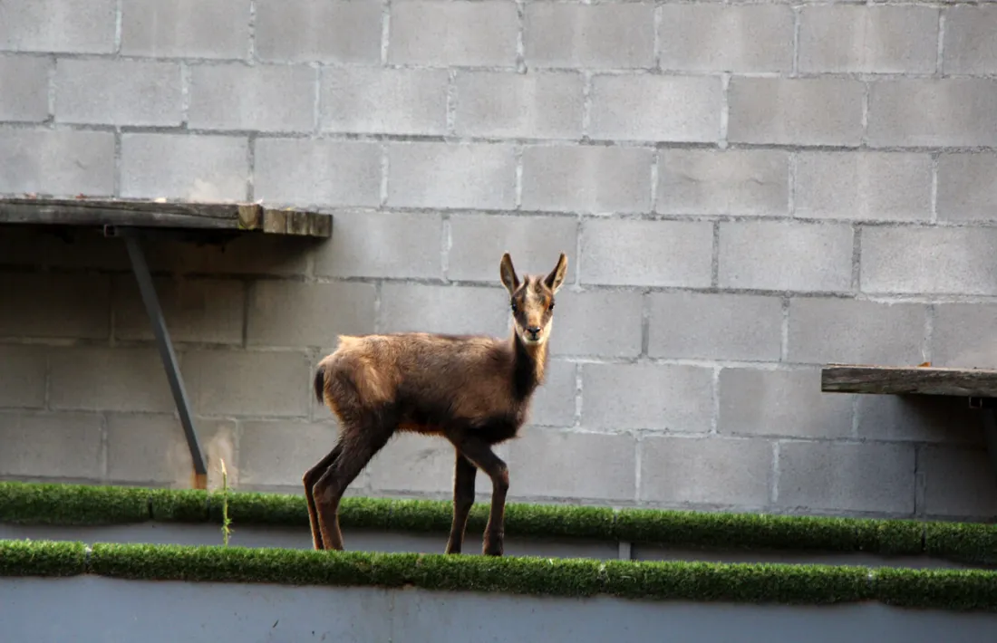  La Unitat de fauna posposa l’alliberament d’una cria d’isard   La Unitat de fauna posposa l’alliberament d’una cria d’isard 