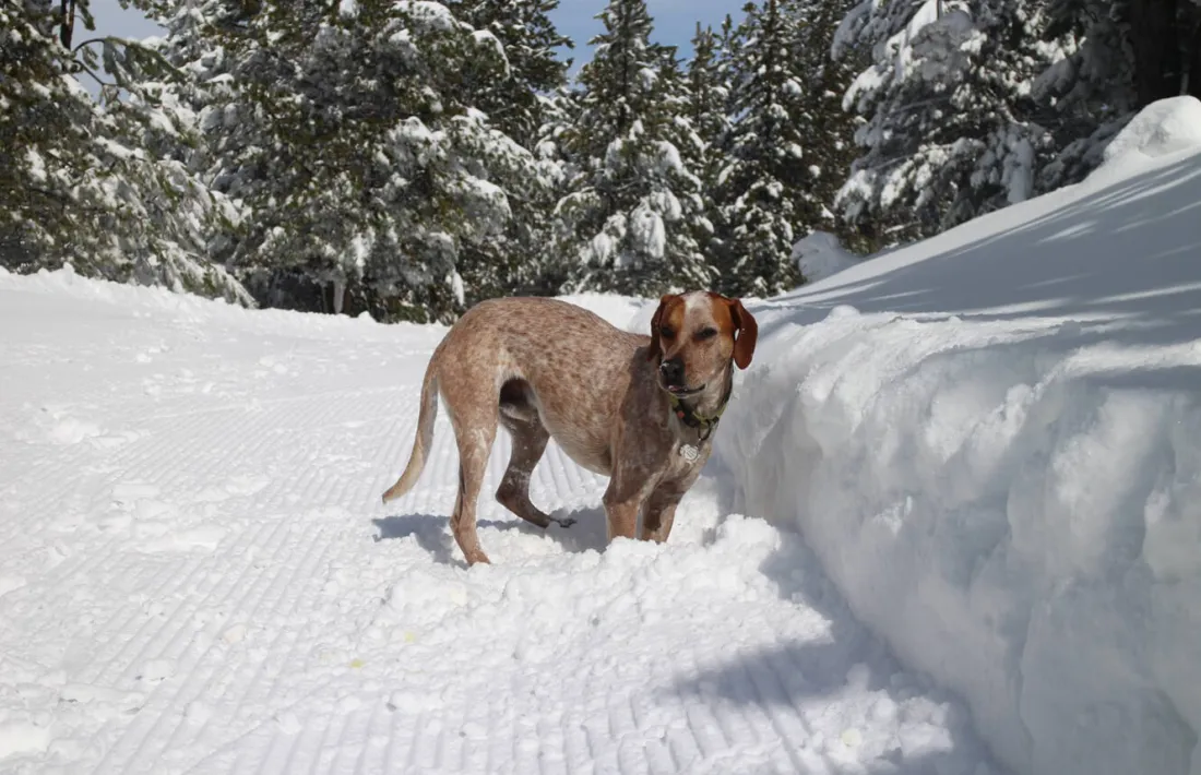 A Andorra hi ha un gos cada 5,4 persones