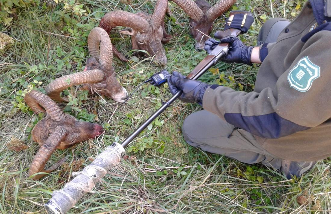 Agents rurals denuncien una xarxa de caçadors furtius professionals