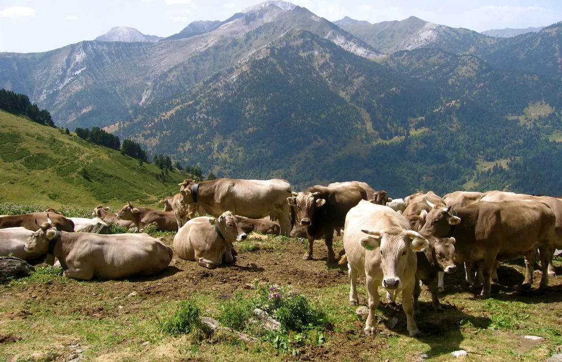 Un ramat al Parc Natural de l’Alt Pirineu.