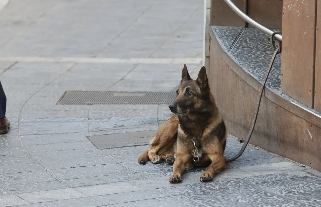 La policia deté tres homes per maltractaments en l’àmbit domèstic