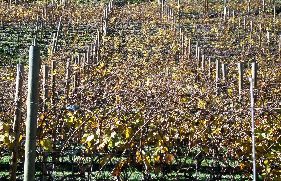 Camp de vines, o vinyet, a Fontaneda, que reuneix les condicions de sol, sòl i pluviositat ideals per a aquest cultiu.
