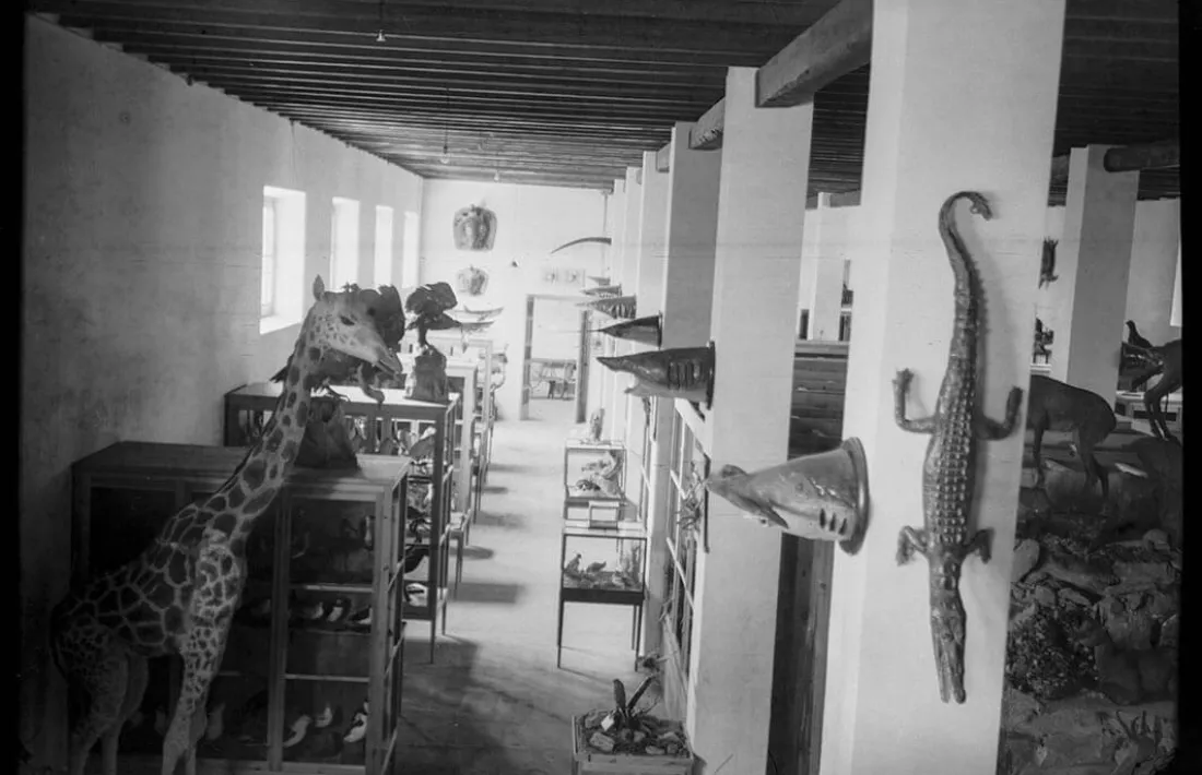 El Gran Museu Areny de Ciències Naturals exhibia 1.700 exemplars, inclosos una girafa i una boa, tres cocodrils i tres pitons, un elefant indi i, fins i tot, tres esquelets humans; tot aquest material va ingressar el 1948 al Museu de Zoologia de Barcelona.