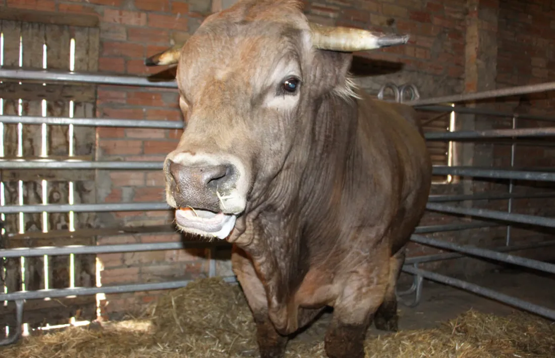 Un dels toros d'exhibició que han participat en el Concurs de mascles de raça bruna.