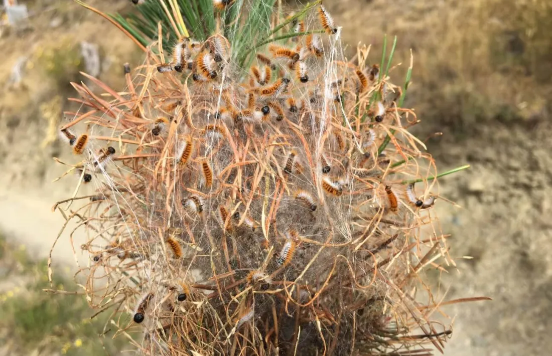 La primavera és l'època de màxim risc d'aquest insecte.