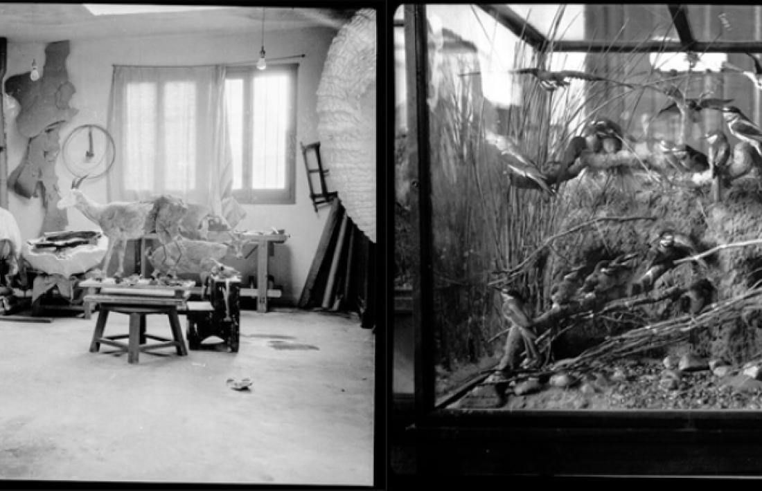 Taller del taxidermista Luis Benedito al museu de ciències naturals de Madrid, amb guineu, lleona i trompa d'elefant (1928); a la dreta, diorama amb 36 abellerols construït per José María, el germà de Luis, el 1916.