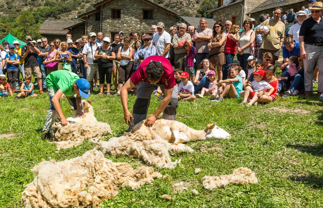 Tres homes xollant ovelles en l’edició de la Fira de l’any passat.