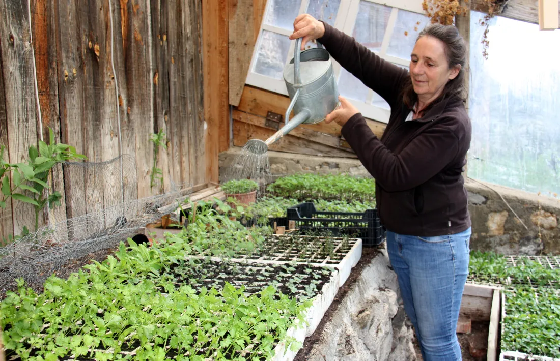 Suzette Böhringer regant plantes aromàtiques i medicinals que té dins l’hivernacle.