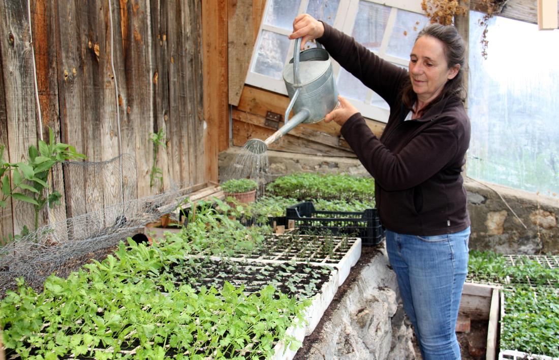 Suzette Böhringer regant plantes aromàtiques i medicinals que té dins l’hivernacle.