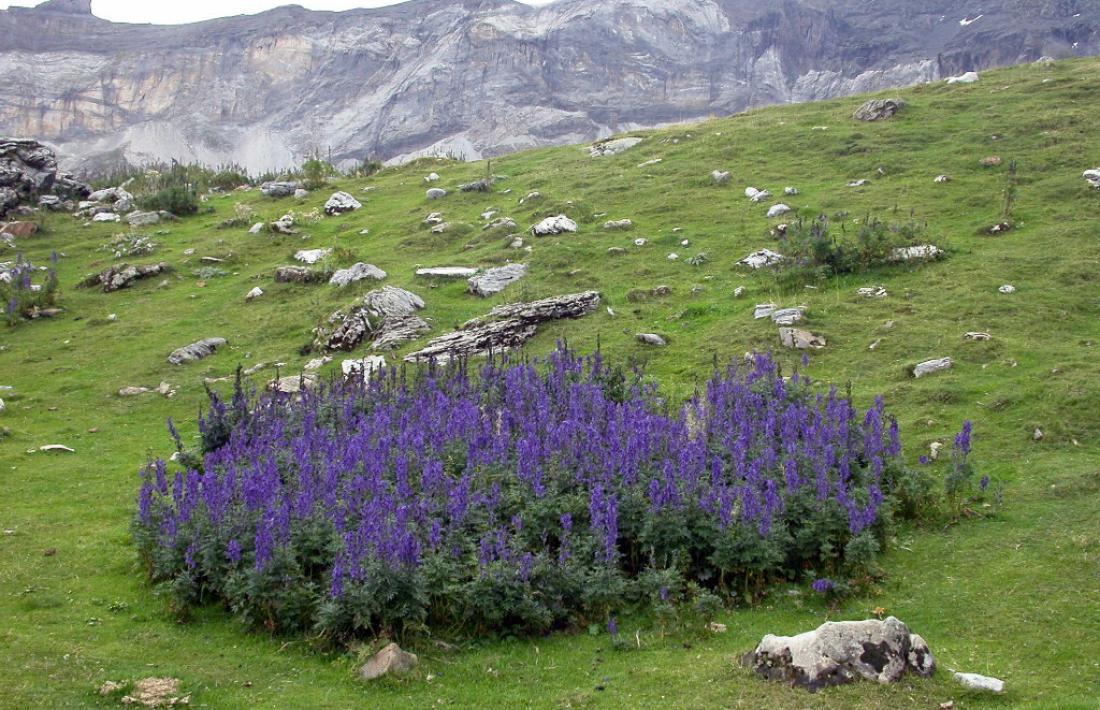Tot apunta que van ingerir la planta tora blava, que creix a les muntanyes dels Pirineus.