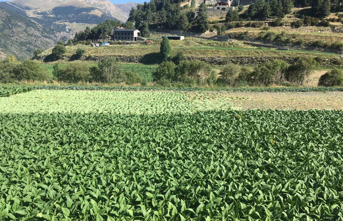 El tabac genera el 75% dels ingressos del sector tot i que només ocupa el 8% de la superfície agrària útil del país