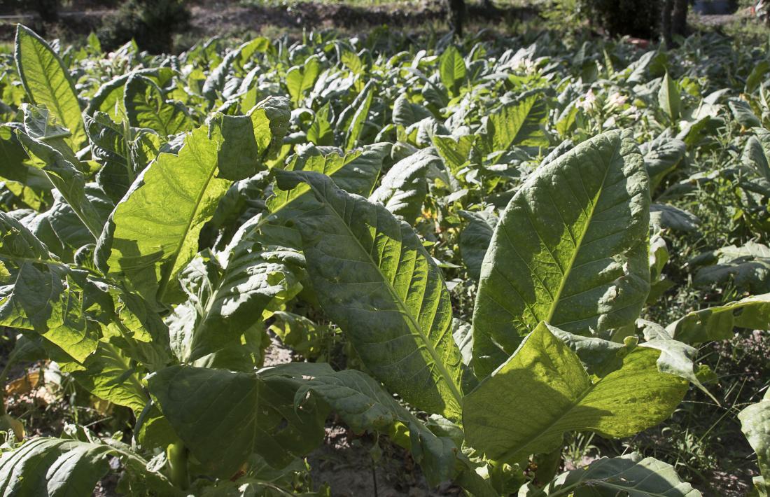 la producció va baixar un 10% i Encamp va perdre dos terços del tabac recollit l’any anterior