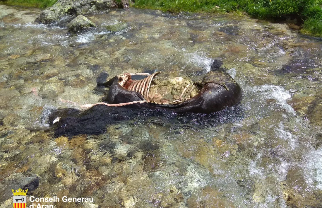 L’euga morta al mig del riu com a conseqüència de l’atac de Goiat.
