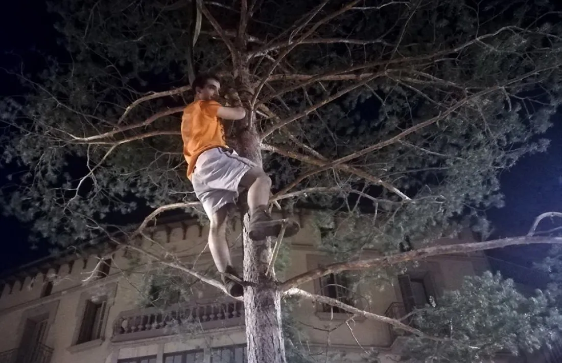 Tradicional plantada del pi a la Plaça de l’arbre de Castellciutat.
