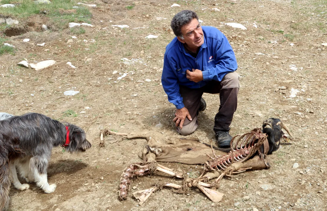 Un ramader mostra una cabra morta per un atac de l’os el 14 d’agost passat.