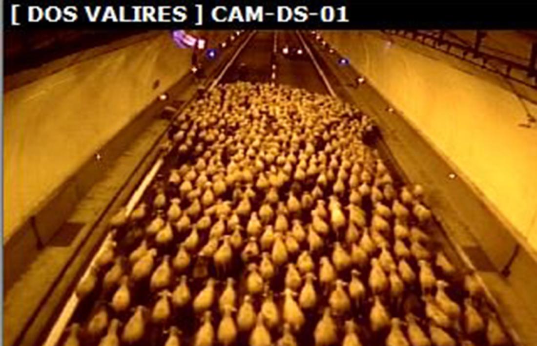 Mobilitat! Una imatge de les càmeres de mobilitat que capta el pas de les ovelles pel túnel dels Dos Valires. 